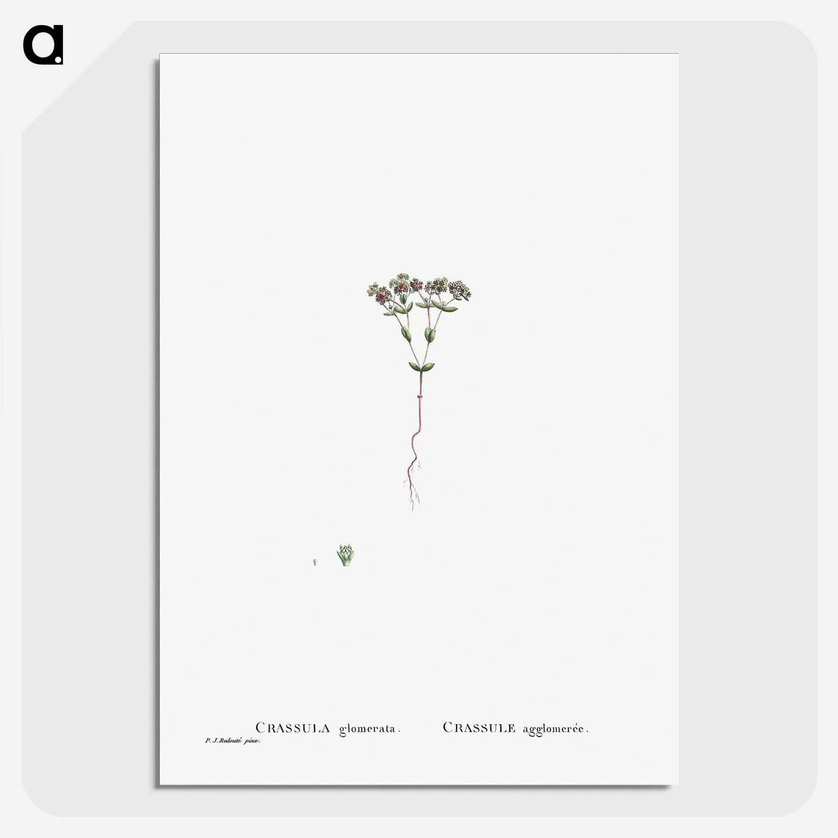 2-21_Histoire-des-Plantes-Grasses_picture-crop