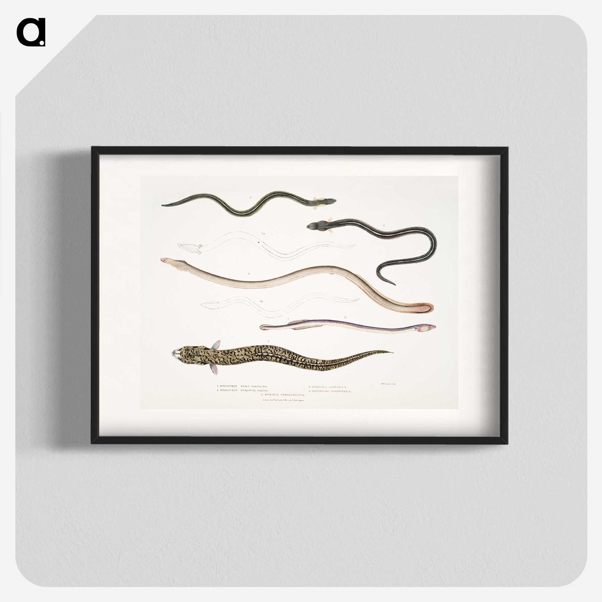 2-21_Indian-Zoology_blk