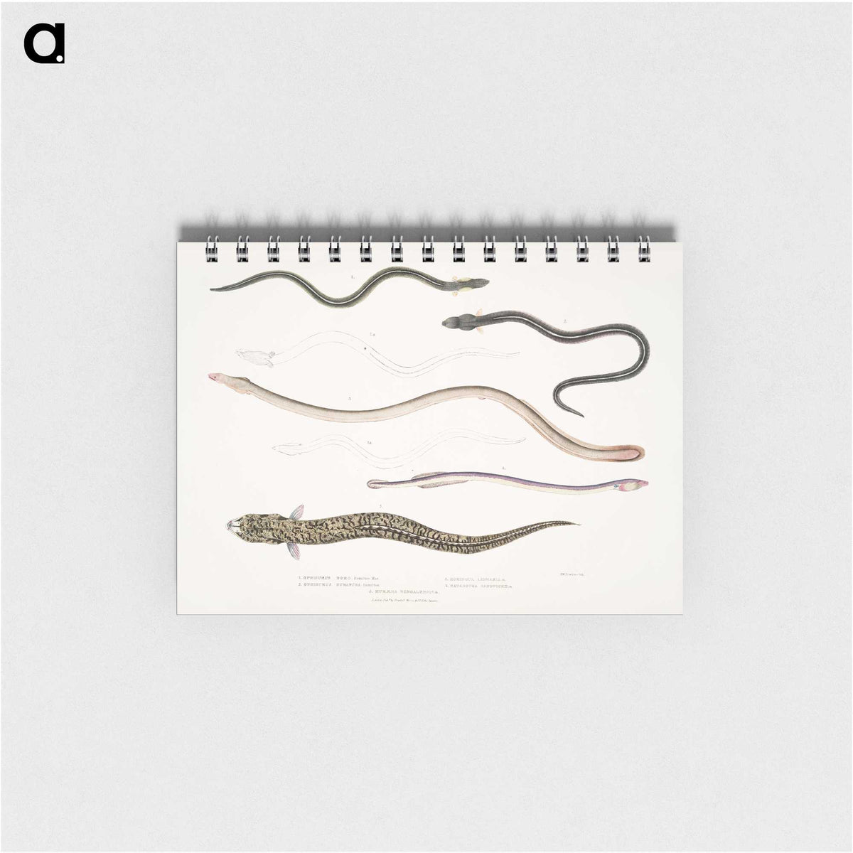 2-21_Indian-Zoology_memo