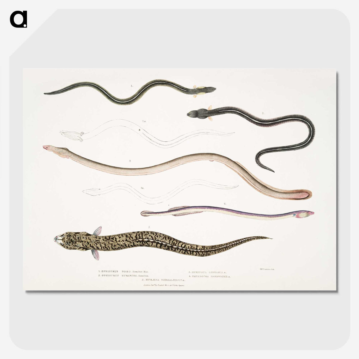 2-21_Indian-Zoology_picture-crop