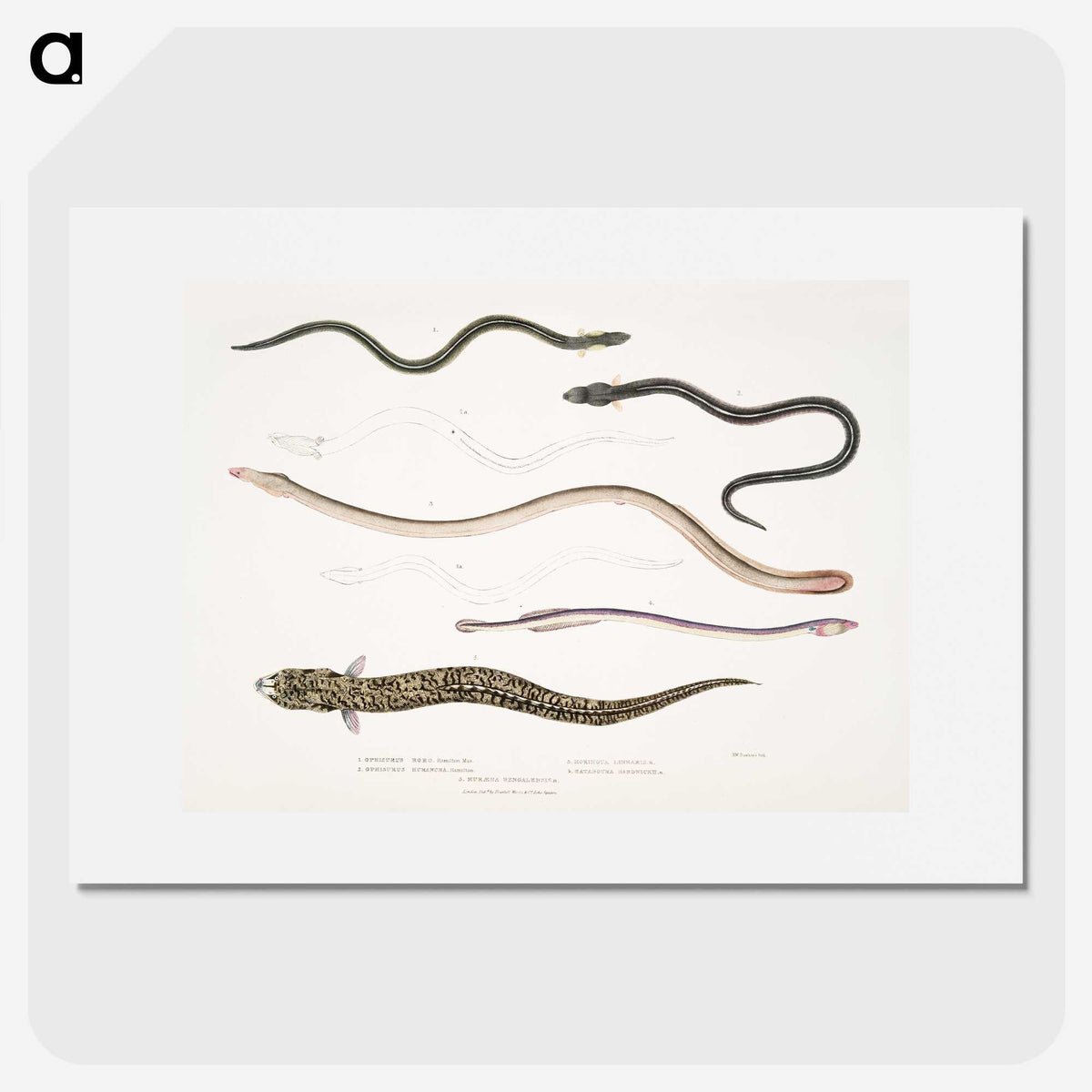 2-21_Indian-Zoology_picture