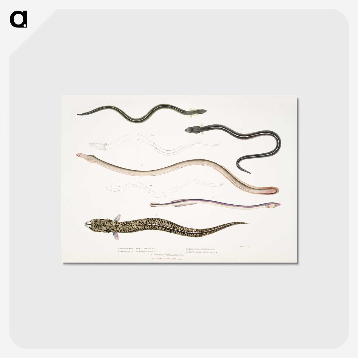 2-21_Indian-Zoology_postcard