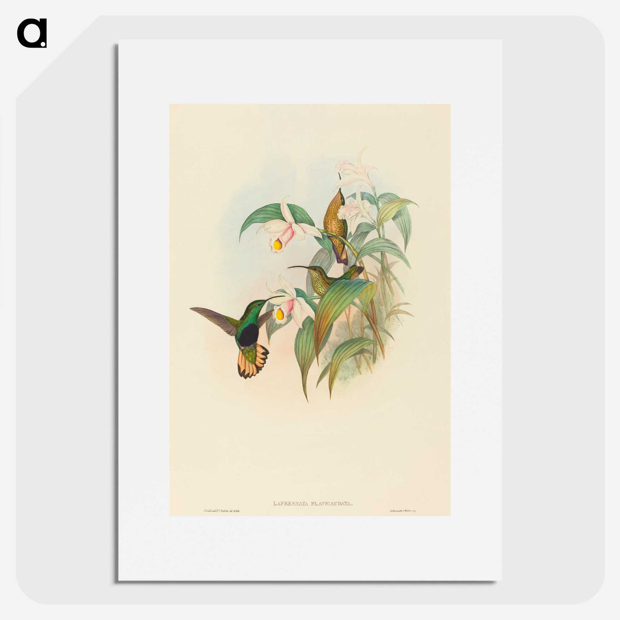 2-21_John-Gould_picture