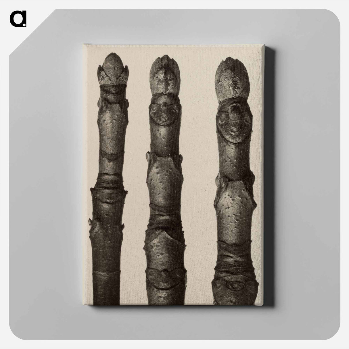 Aesculus parviflora - Karl Blossfeldt Canvas.