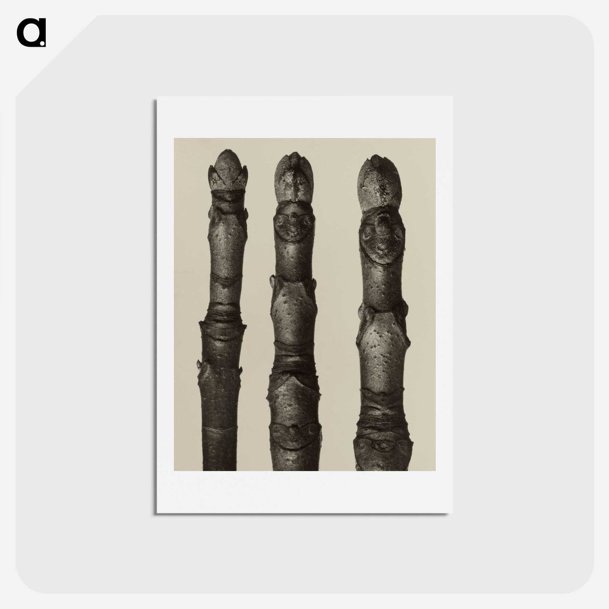 2-21_Karl-Blossfeldt_hagaki