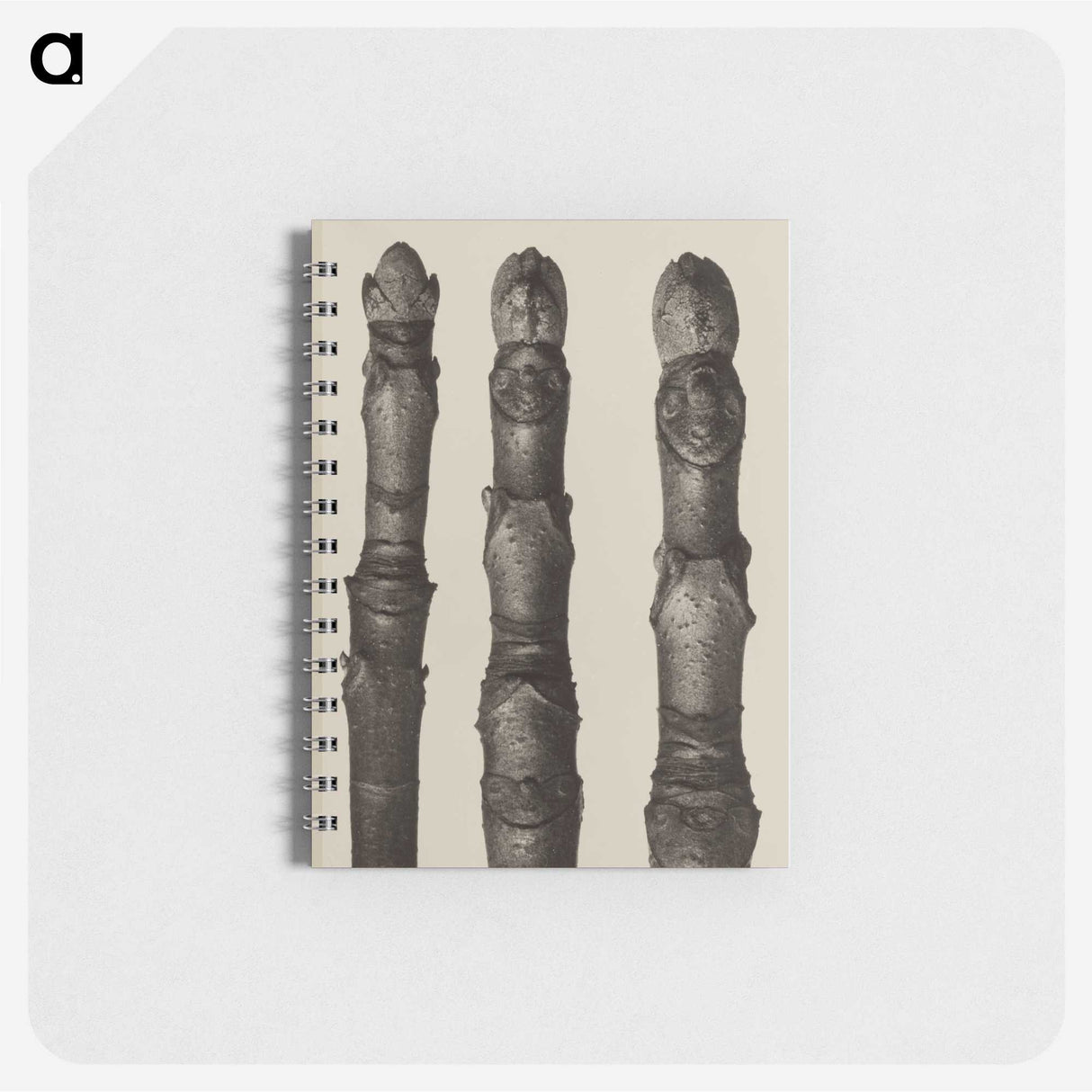2-21_Karl-Blossfeldt_memo