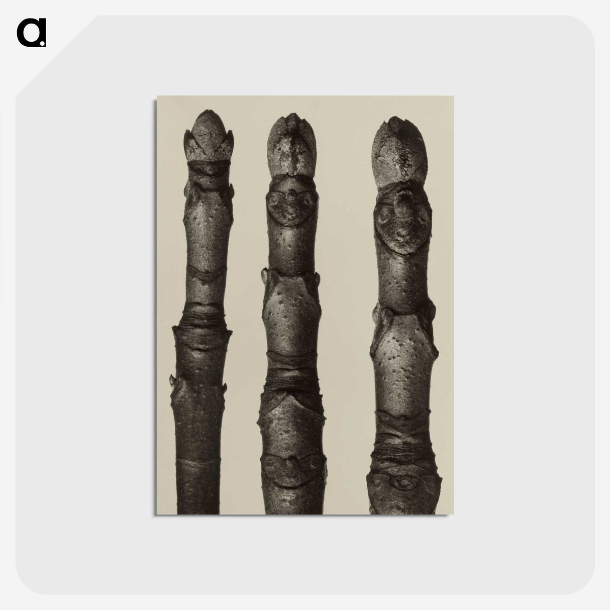 2-21_Karl-Blossfeldt_postcard