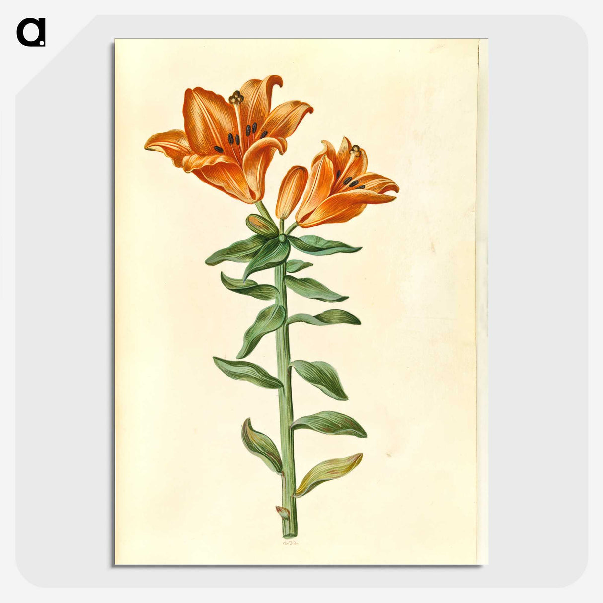 2-21_Maria-Sibylla-Merian_picture-crop