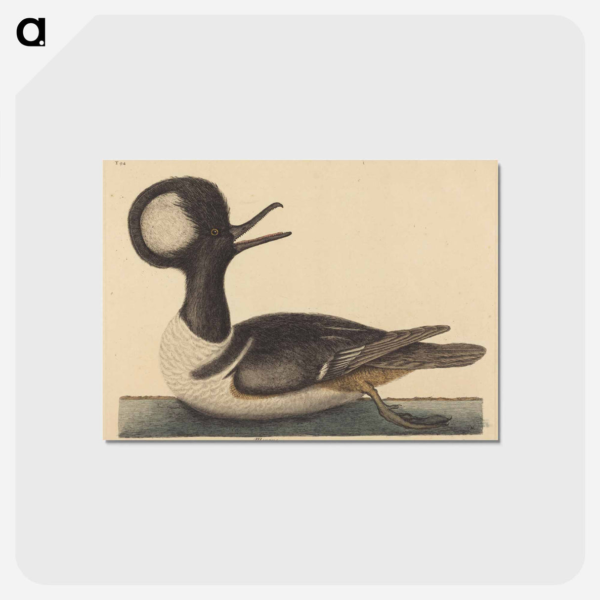 アートポストカード-The Round Crested Duck
- マーク ケイツビー Postcard.