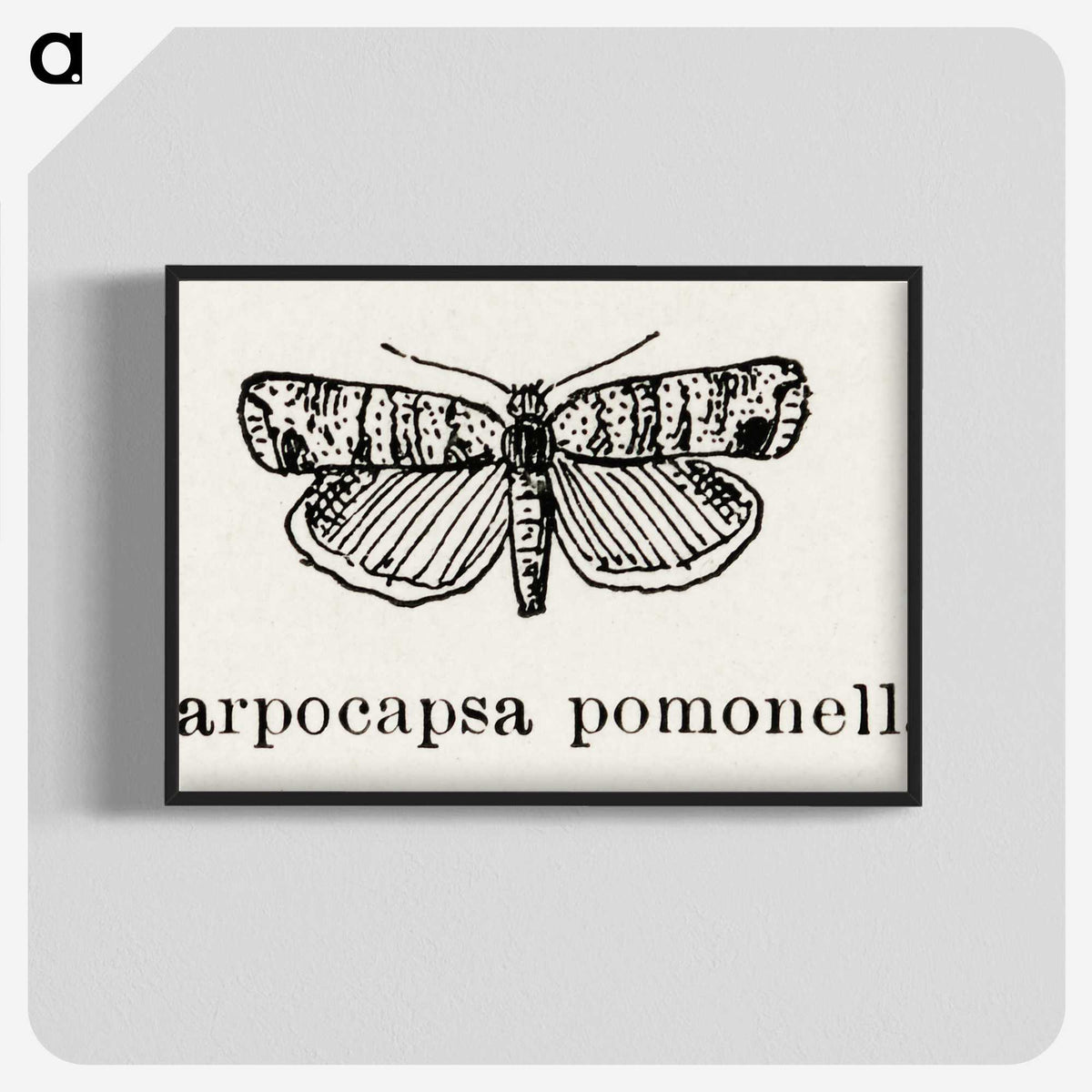 2-21_Moths-and-Butterflies-of-the-United-States_blk-crop