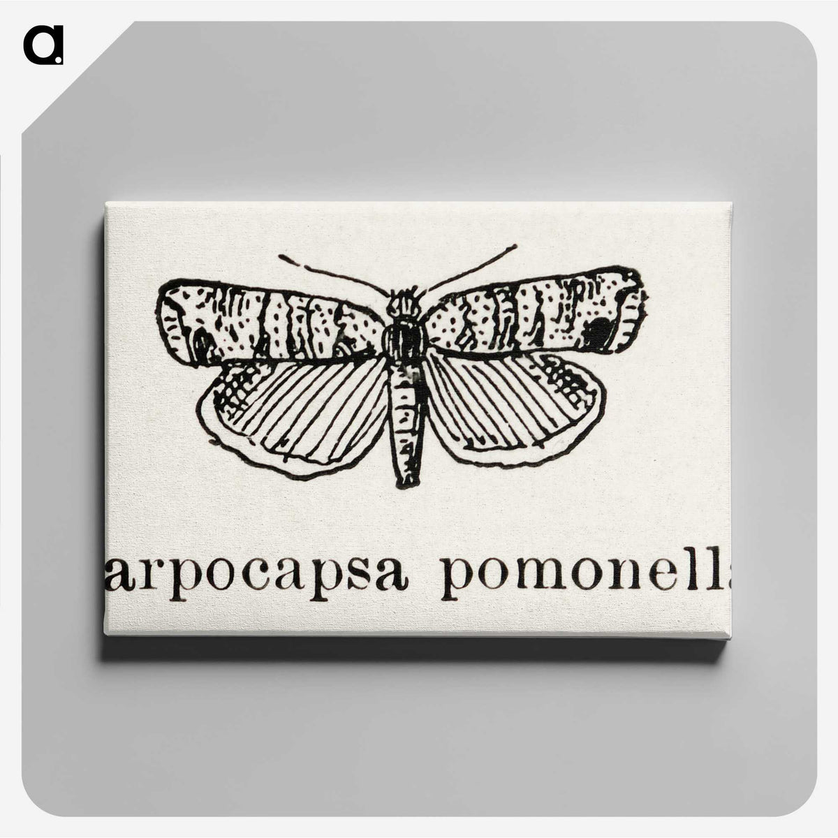 2-21_Moths-and-Butterflies-of-the-United-States_canvas