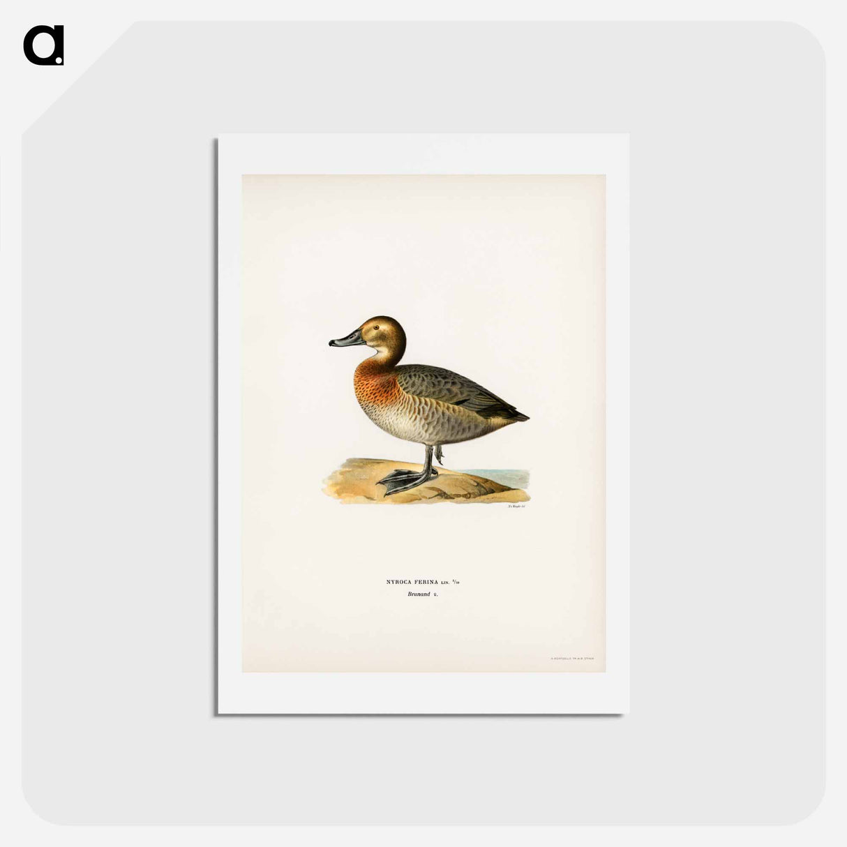 アートポストカード-Common Pochard Female
- スヴェンスカ フォグラル Postcard.