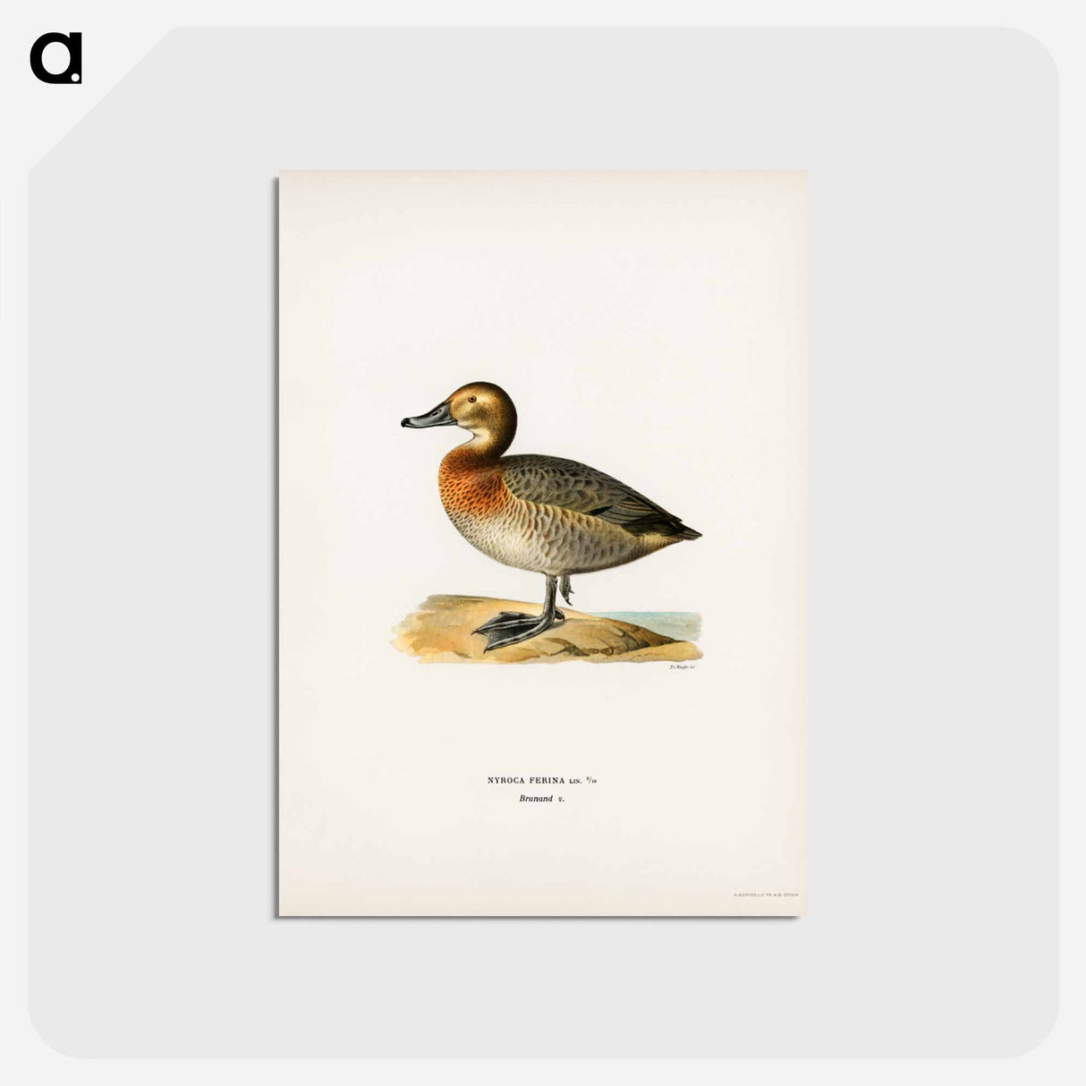 アートポストカード-Common Pochard Female
- スヴェンスカ フォグラル Postcard.