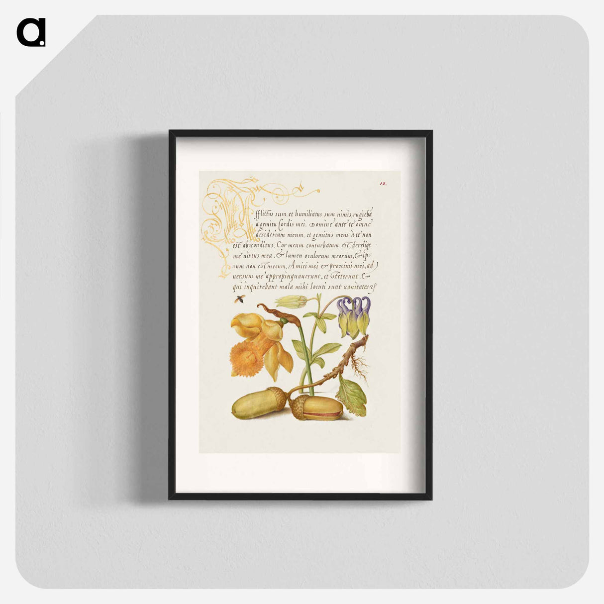 アートポスター-Insect, Daffodil, European Columbine, and English Oak Acorns
- 書道のお手本 Poster.