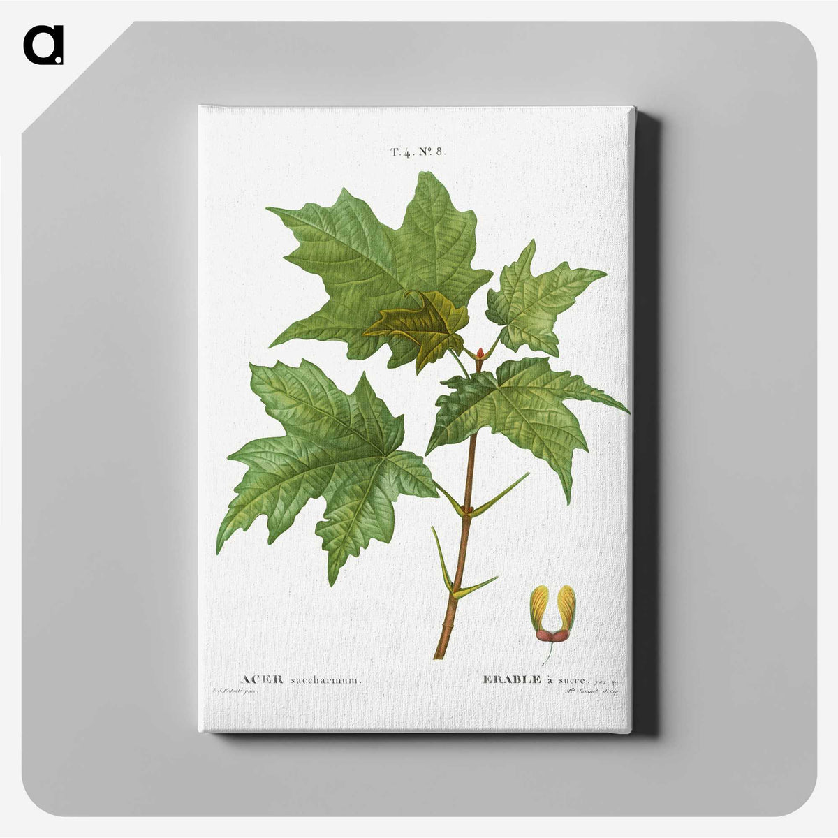 2-21_Treatise-on-Trees-and-Shrubs_canvas