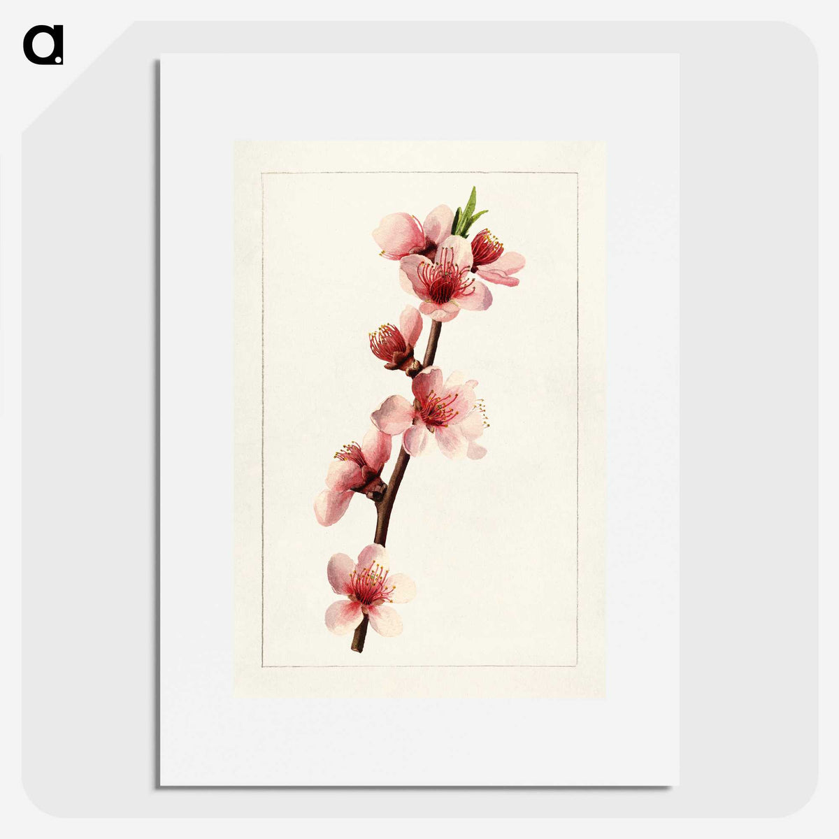 2-21_USDA-Watercolor-Fruit-Painting-Collection_picture