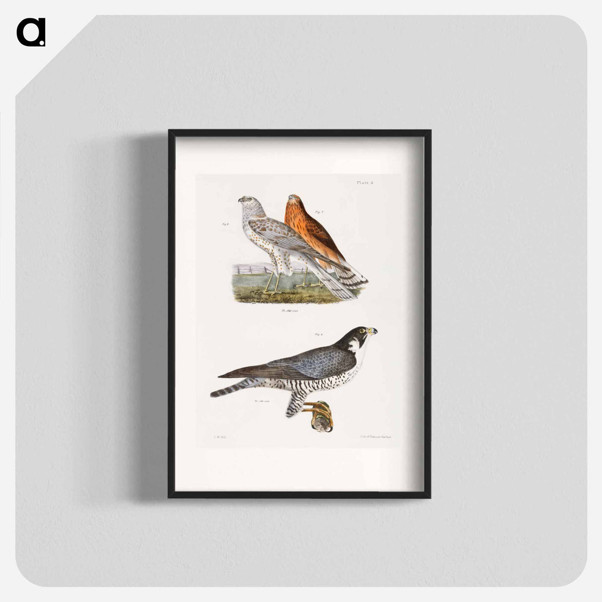 The Marsh Harrier and The Duck Hawk - New York Zoological Poster.