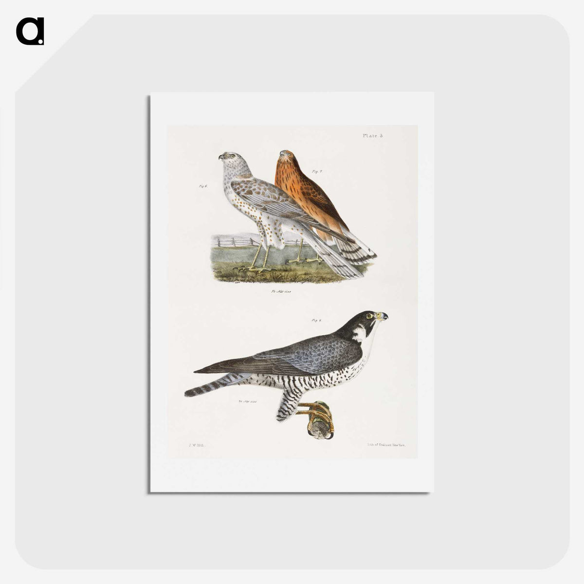 2-21_Zoology-of-New-York_hagaki