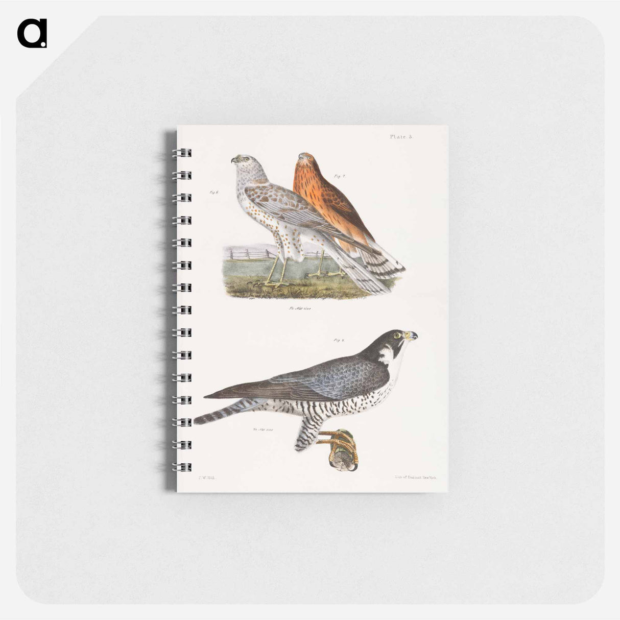 The Marsh Harrier and The Duck Hawk - ニューヨークの動物学 Memo.