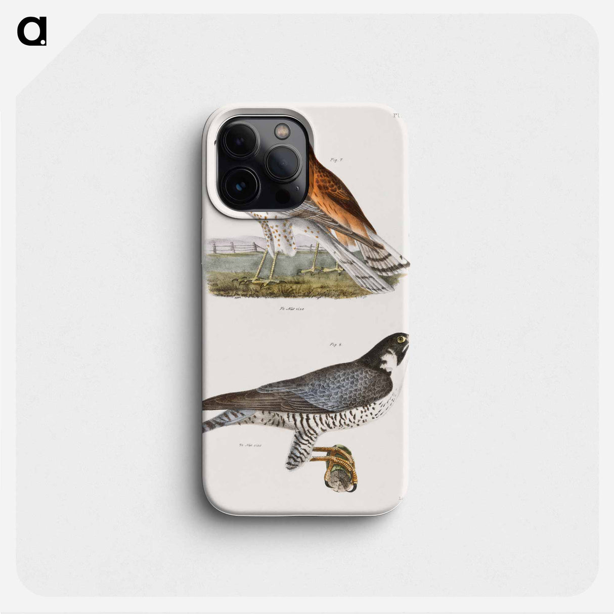 The Marsh Harrier and The Duck Hawk - New York Zoology Phone Case.