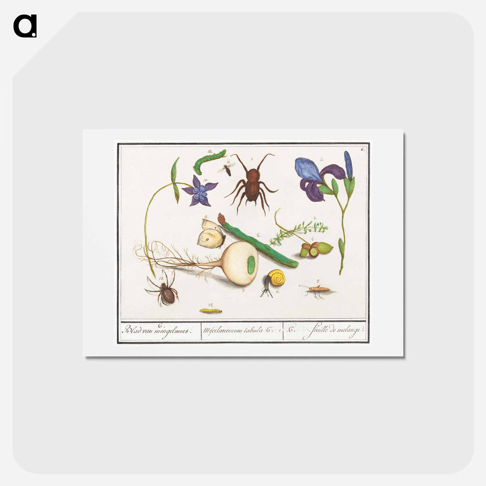 Natural History Ensemble, no. 6 - アンセルムス ボエティウス デ ブート Postcard.