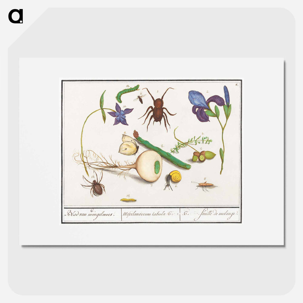 Natural History Ensemble, no. 6 - アンセルムス ボエティウス デ ブート Poster.