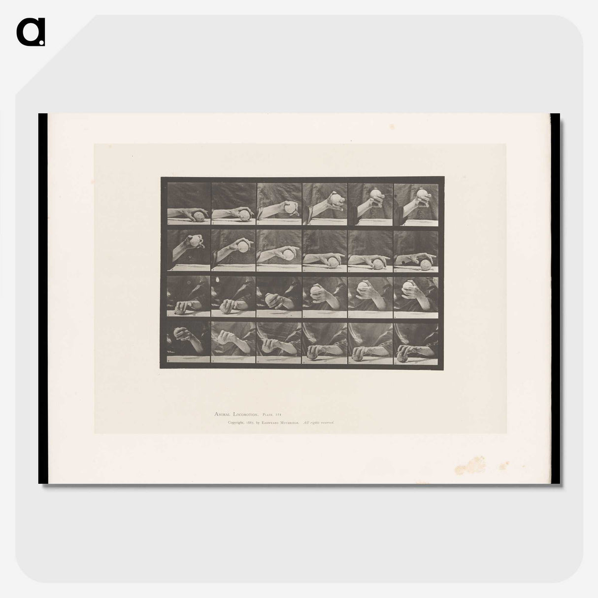 2-22_Eadweard-Muybridge_picture-crop