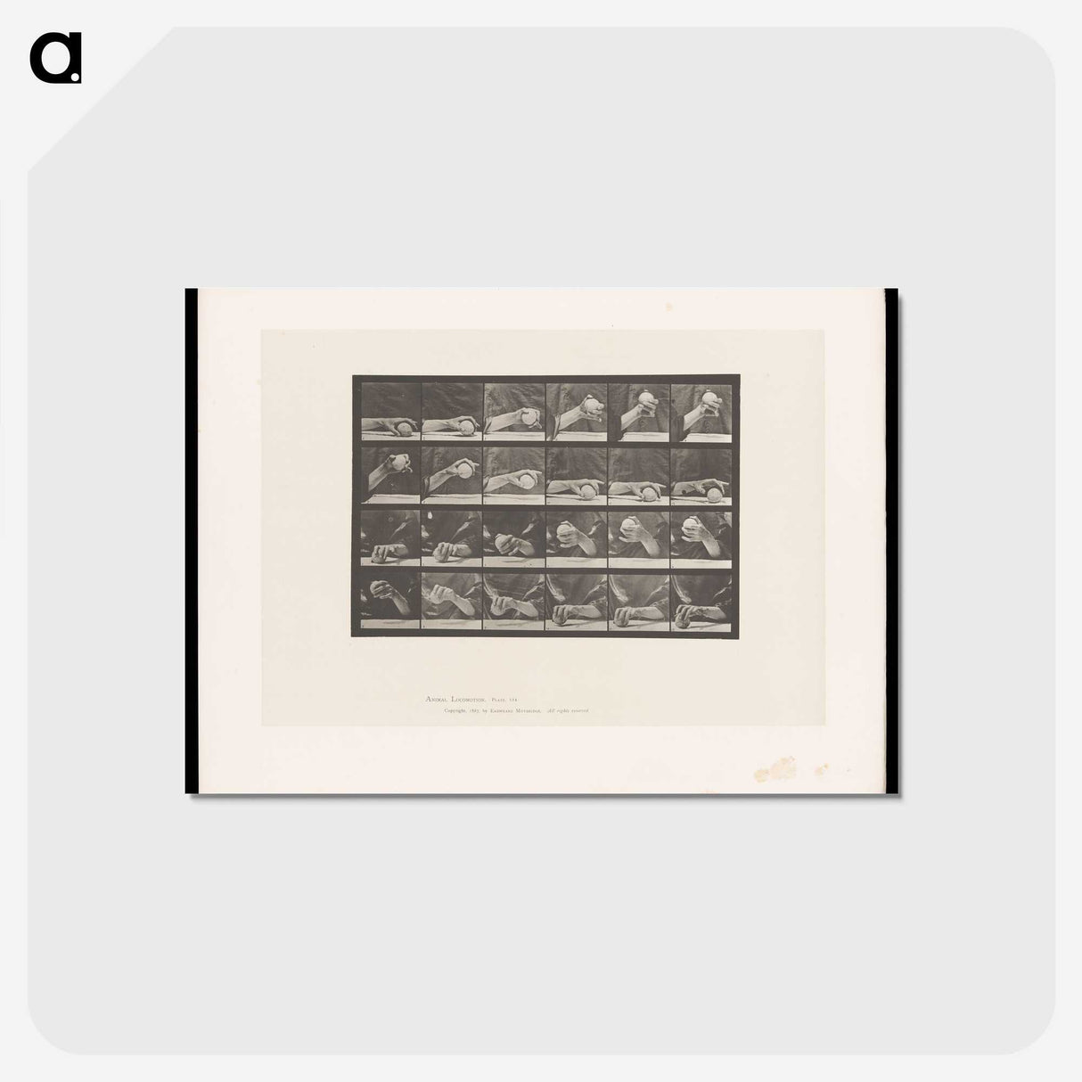 2-22_Eadweard-Muybridge_postcard