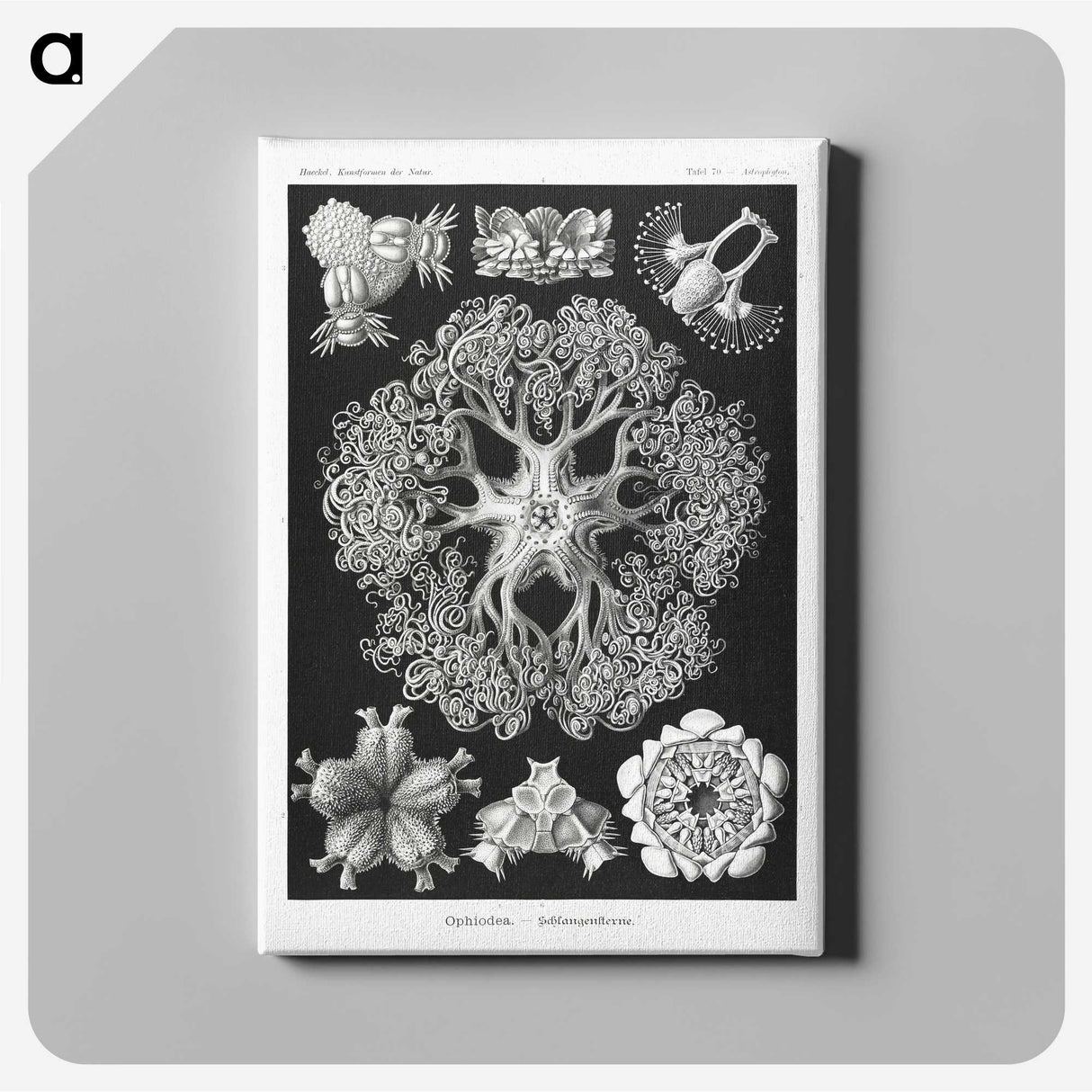 2-22_Ernst-Haeckel_canvas