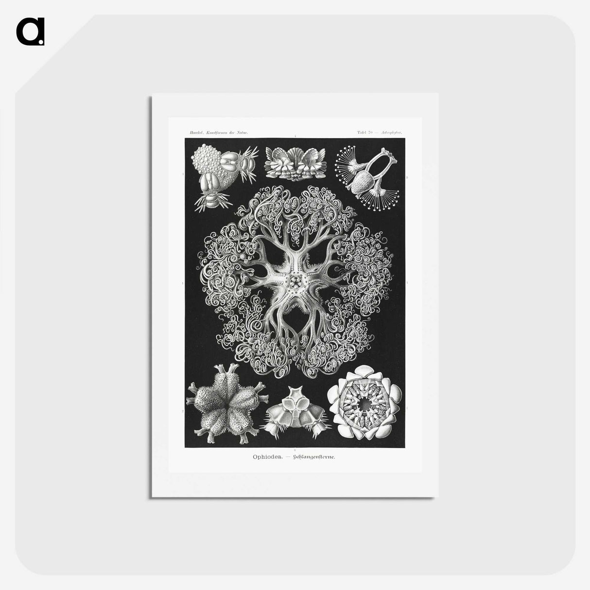 2-22_Ernst-Haeckel_hagaki