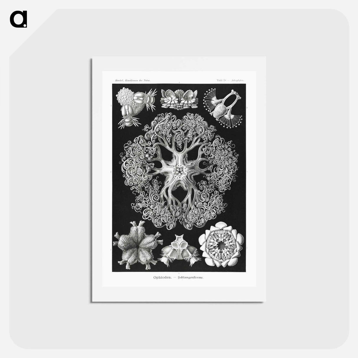 アートポストカード-Ophiodea–Schlangensterne - エルンスト ヘッケル Postcard.