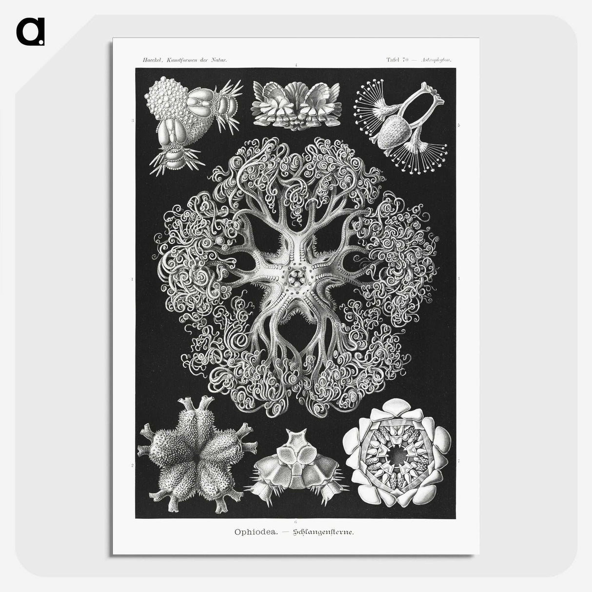 2-22_Ernst-Haeckel_picture-crop