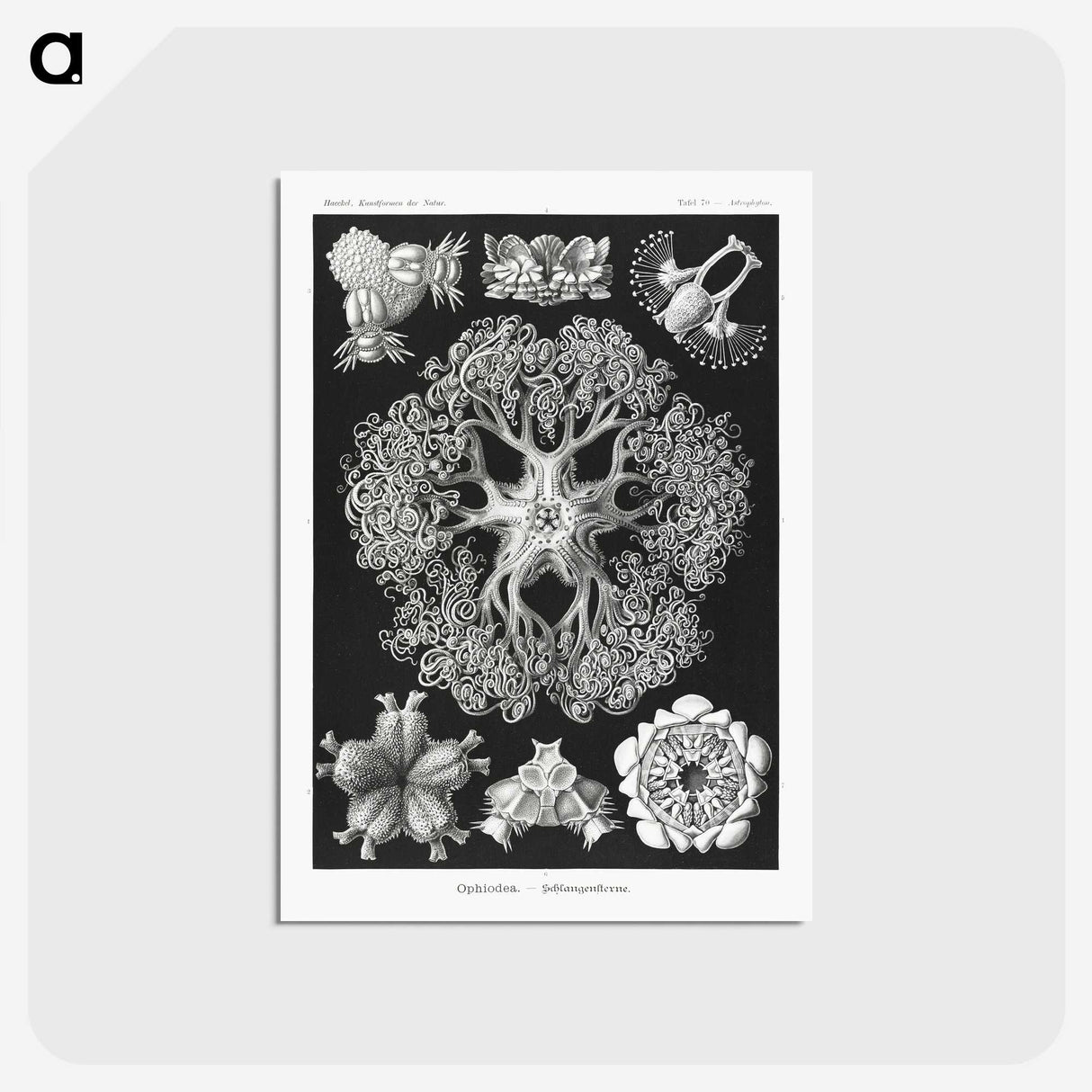 2-22_Ernst-Haeckel_postcard