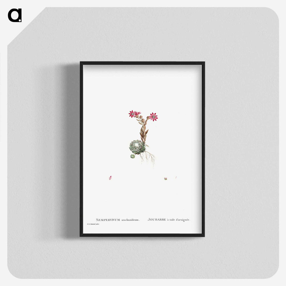 2-22_Histoire-des-Plantes-Grasses_blk-crop
