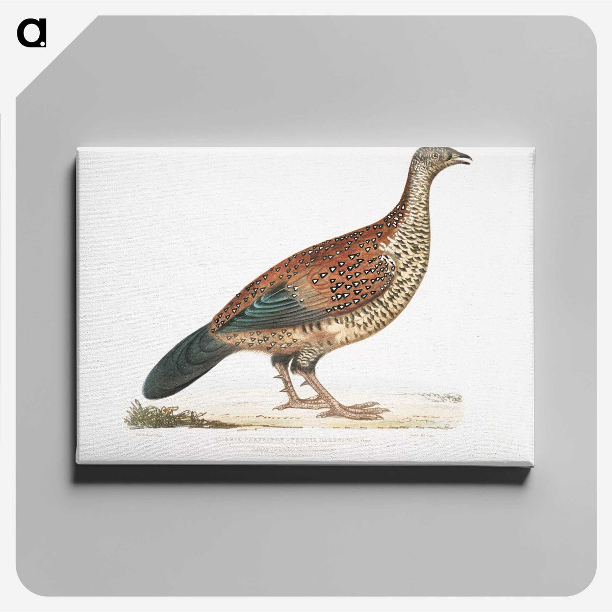 2-22_Indian-Zoology_canvas