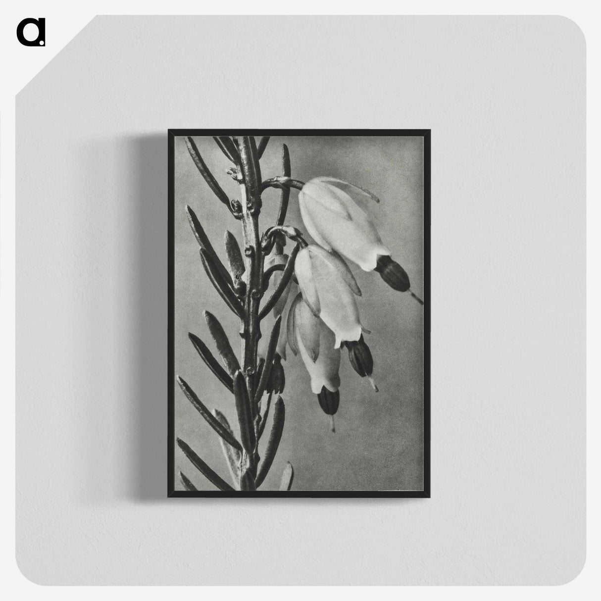 2-22_Karl-Blossfeldt_blk-crop
