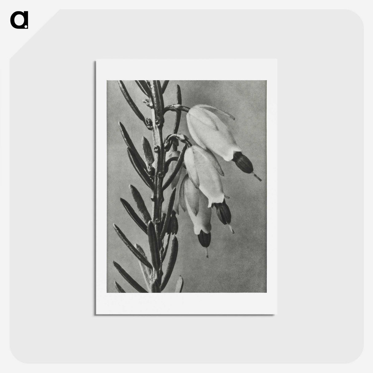 2-22_Karl-Blossfeldt_hagaki