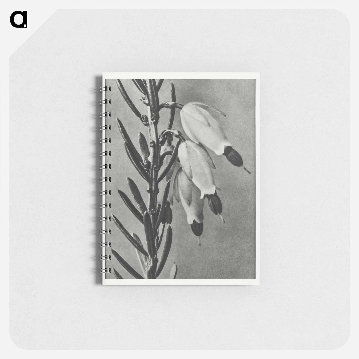 Erica Herbacea - カール ブロスフェルト Memo.