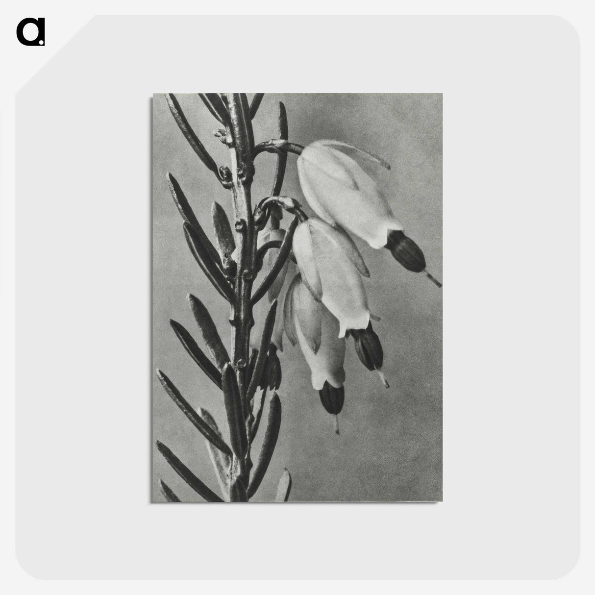 2-22_Karl-Blossfeldt_postcard