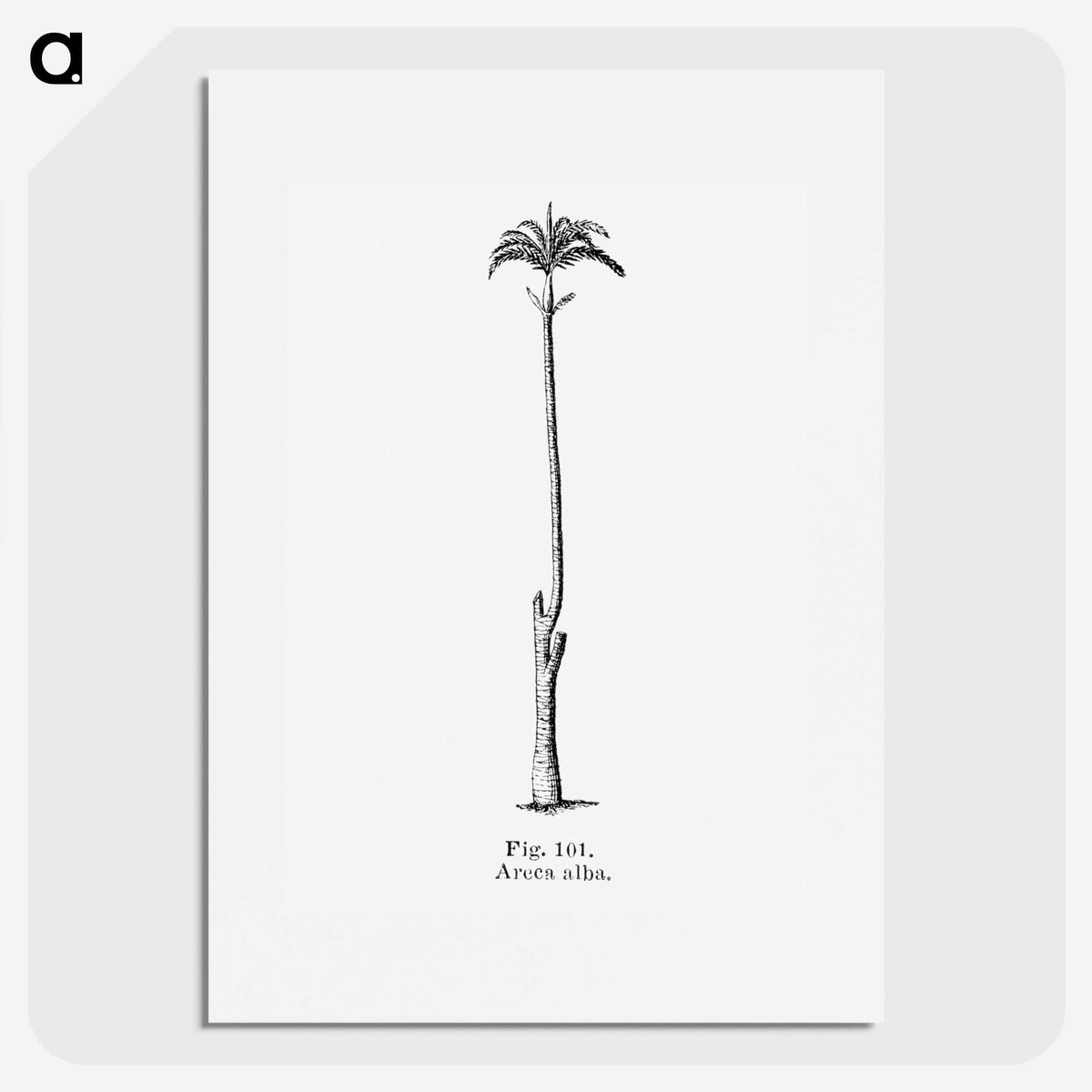 2-22_Les-Palmiers-Histoire-Iconographique_picture