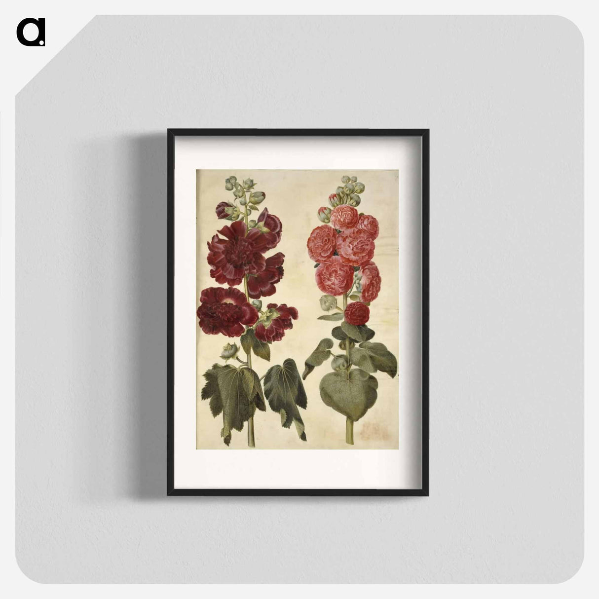 アートポスター-Alcea rosea (garden hollyhock)
- マリア ジビーラ メーリアン Poster.