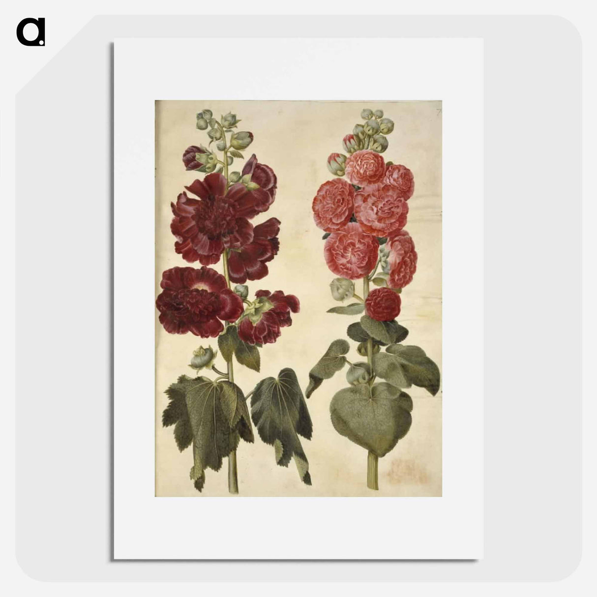 アートポスター-Alcea rosea (garden hollyhock)
- マリア ジビーラ メーリアン Poster.