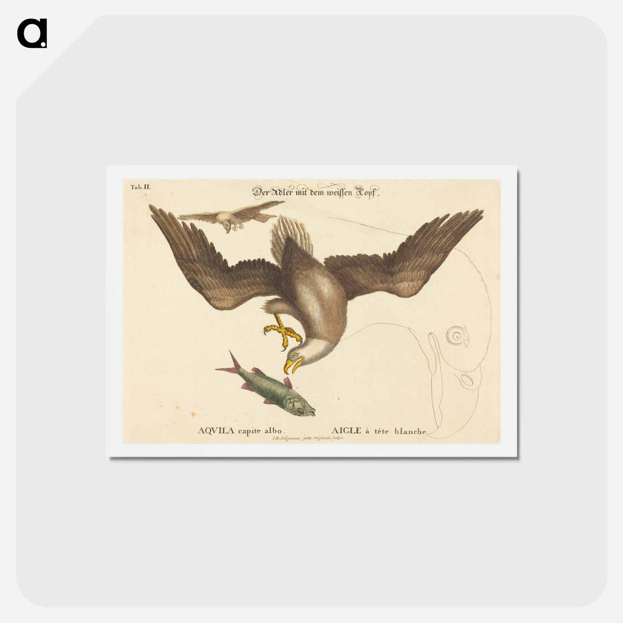 アートポストカード-The Bald Eagle
- マーク ケイツビー Postcard.