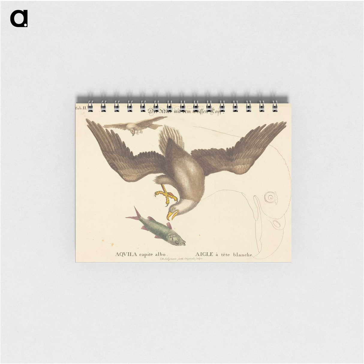 2-22_Mark-Catesby_memo