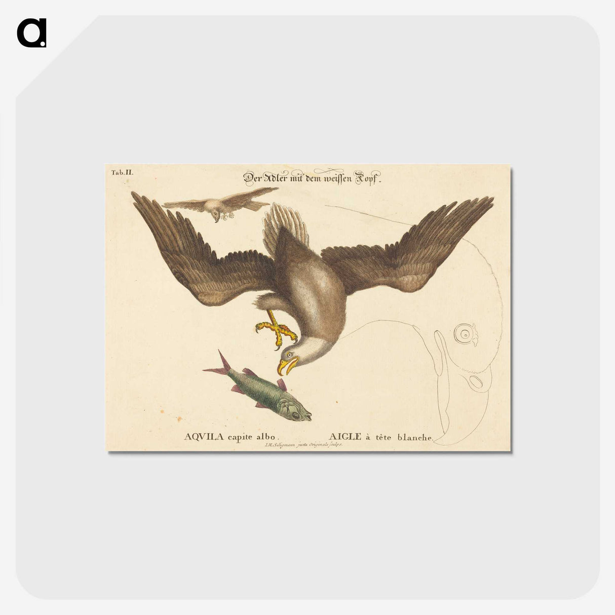 2-22_Mark-Catesby_postcard