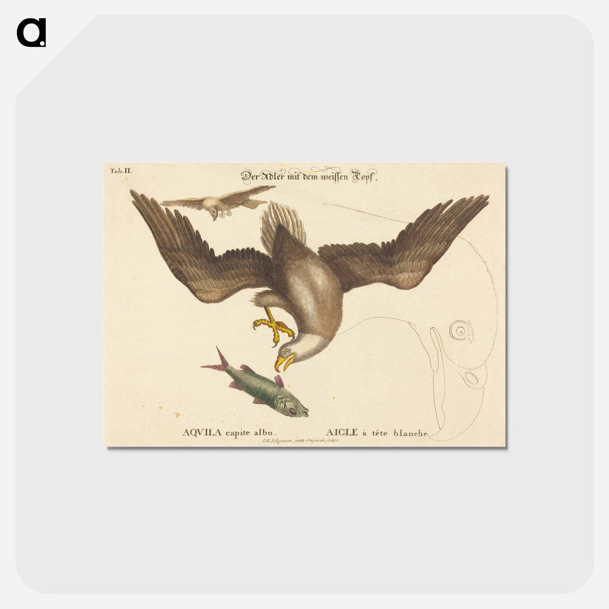 アートポストカード-The Bald Eagle
- マーク ケイツビー Postcard.
