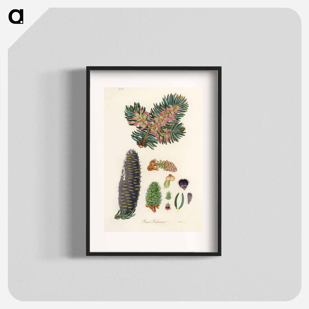 アートポスター-Balsam Fir Illustration
- 薬用植物学 Poster.