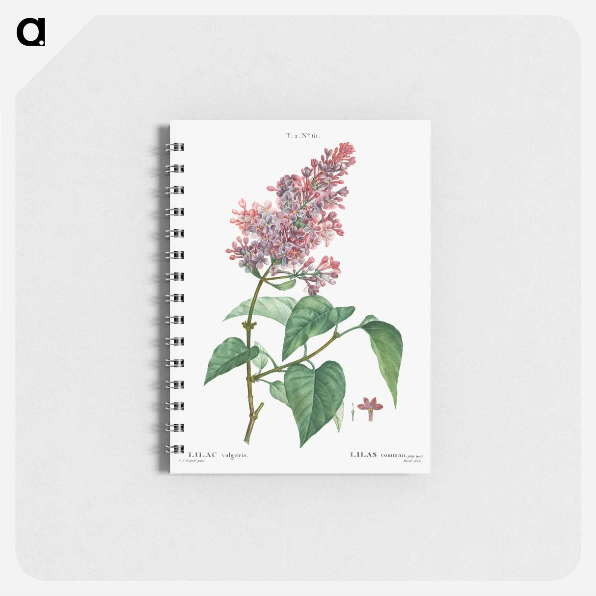 Comon lilac - ピエール ジョゼフ ルドゥーテ Memo.