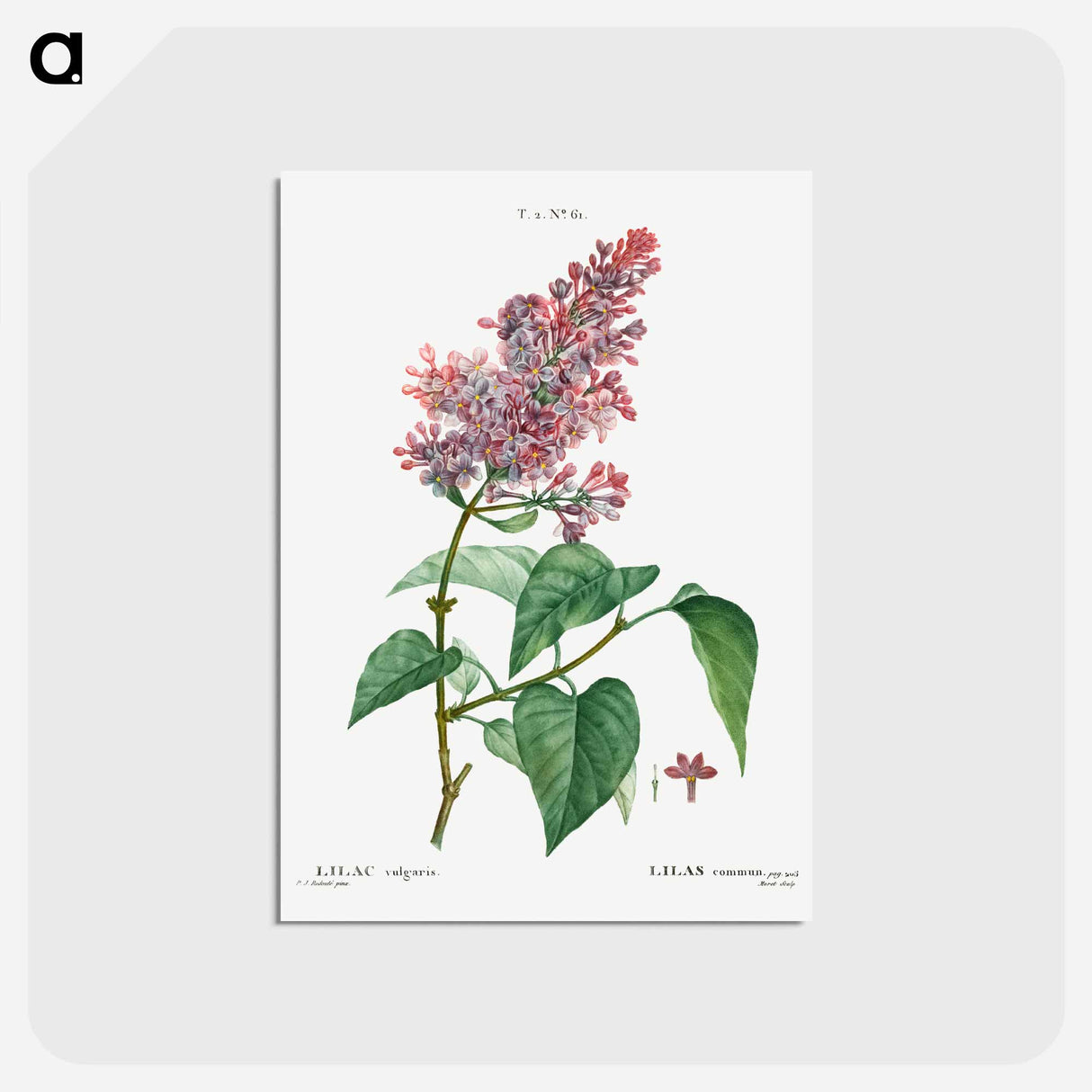 アートポストカード-Comon lilac - ピエール ジョゼフ ルドゥーテ Postcard.