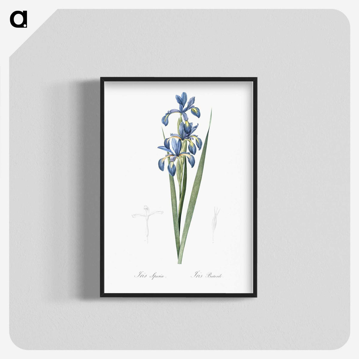 2-22_The-Lilies_blk-crop